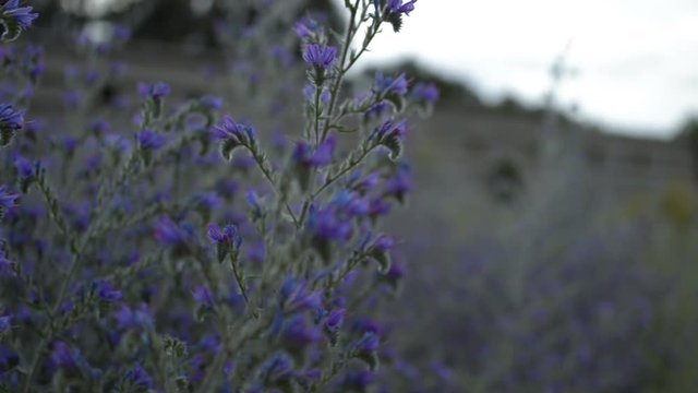 Purple flowers gently blowing during a spring afternoon.