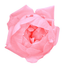 flower pink rose isolated on white background. Close-up.  Element of design.