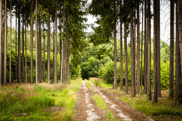 Road in bohemian forest. Czech Republic.