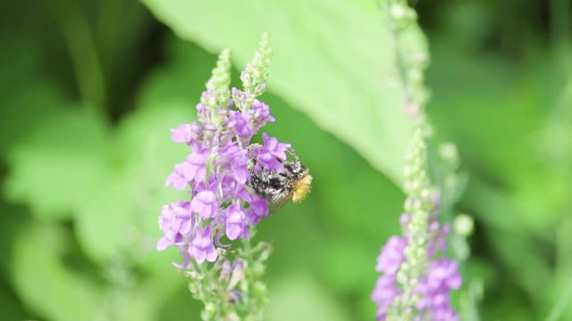 Wasp with Anther Dust on purple flower in super slowmotion