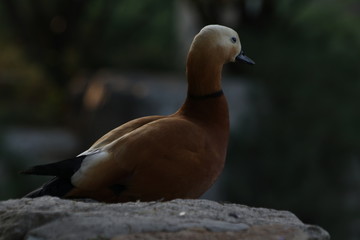 Golden Duck Ruddy Shelduck, A Golden Light Brown Duck with Black Beak and Black Tail