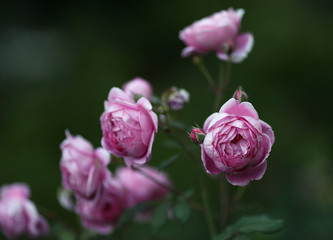 Romantic pink English rose "Alan Titchmarsh" in the summer garden.
