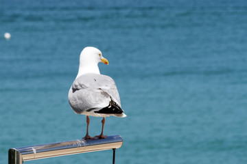 Seagull, adult perched on a metal structure, Newquay, Cornwall, England, UK