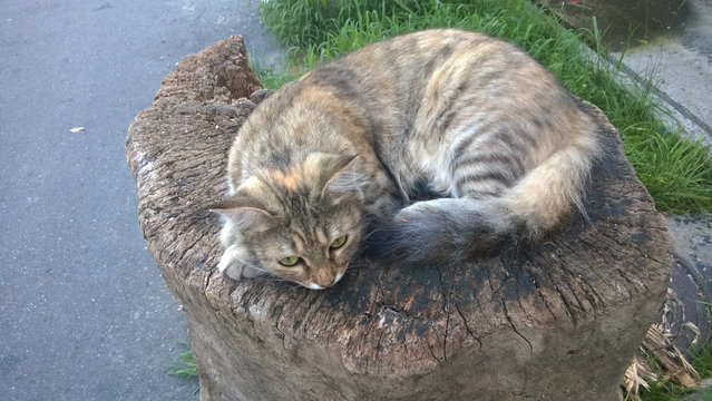 Street cat lies on a wooden stump