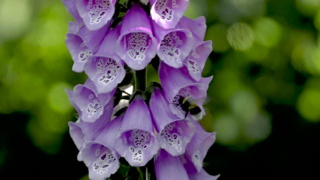 Bee inside purple clockflower in super slowmotion