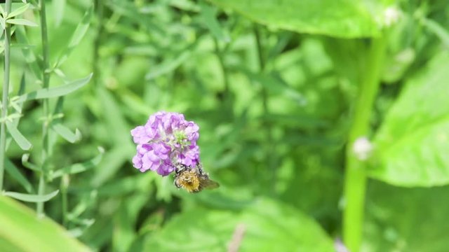 Wasp with Anther Dust on purple flower in super slowmotion
