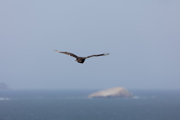 andean condor in flight