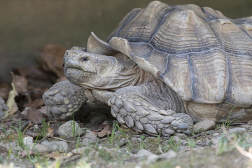 big african tortoise