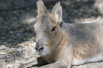 dolichotis patagonum, patagonian mara