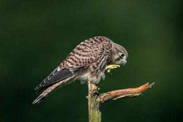 Next step of the young european kestrel