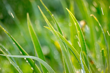 Obraz premium Зелень