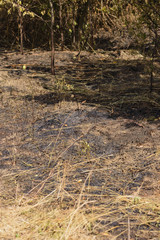 verbrannter Waldboden nach einem Brand