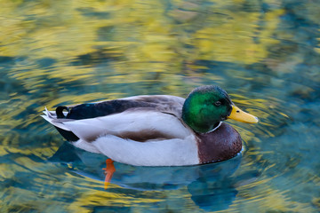 Male Mallard duck (Anas platyrhynchos), reflections in the pond