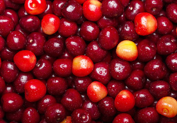 Many ripe cherries in drops of water close-up