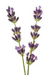 Fototapeta premium Sprig with lavender flowers isolated on white
