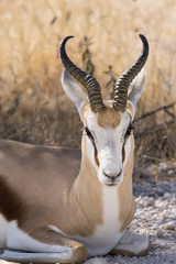 Impala tumbado.
