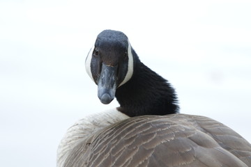 Close-up Canadian Goose, Beijing, China