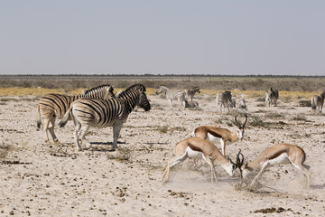 Fototapeta na wymiar Cebras e Impalas peleando, Namibia (África)