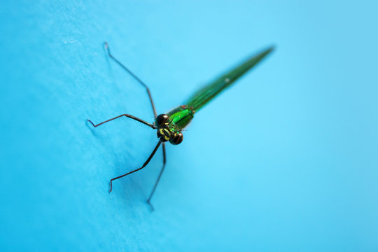Dragonfly, insect resting on turquoise wall, narrow focus