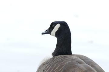 Close-up Canadian Goose, Beijing, China