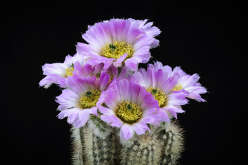 Cactus Echinocereus reichenbachi albispinus with flower isolated on Black.