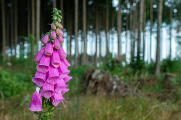 blühende Waldpflanzen Fingerhut Digitalis © dk-fotowelt