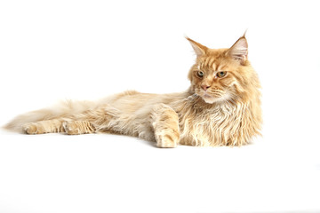 Red main coon