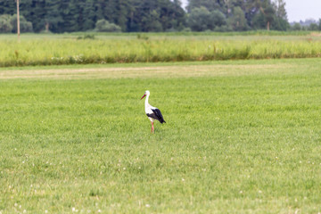 Stork is looking for food on a sloping field. In the background there is a forest. Site about nature, birds, animals, ecology.