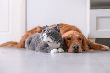 British short hair cat and golden retriever