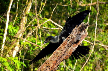 Vogel in Südafrika