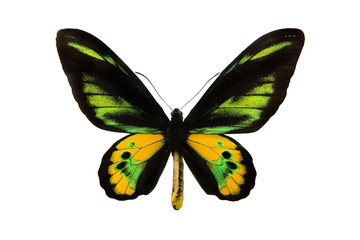 butterfly Schoenbergia rothshildi butterfly;