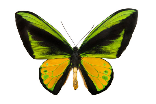 butterfly Schoenbergia goliath supremus