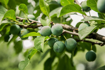 green plum grows on a tree, background