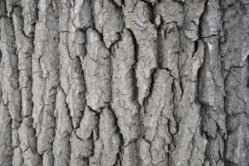 Wood bark texture