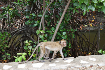 Golden hairy monkey walking at the mangrove forest , Long-tailed macaque,  Crab-eating macaque at Khao Sam Roi Yot National Park , Thailand 
