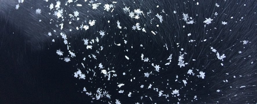 snowflakes