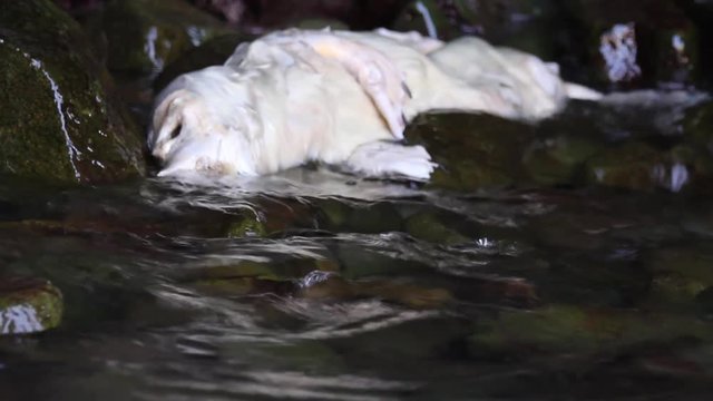 Dead Grey Seal Pup, Washed Up on Rocks