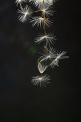 Obraz premium spores of the dandelion