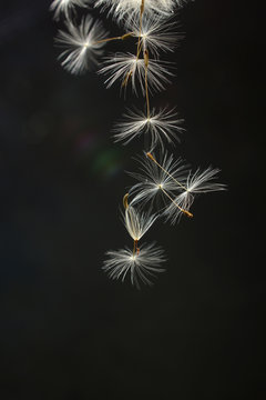 Fototapeta spores of the dandelion