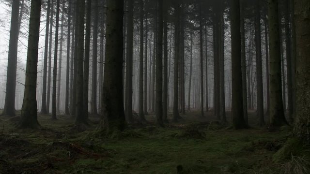 Eerie forest