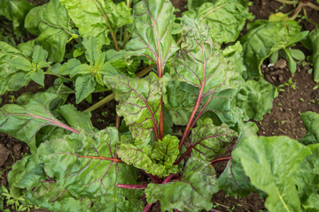 leaves of a beetroot salad background of a healthy meal