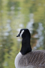 Close-up Canadian Goose by the Lake