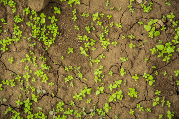 Fluffy cracked earth and greens, background