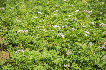Background of green potatoes on the farm