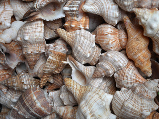 Muszle Morze Tło Seria © Ola i Eryk