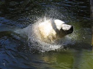Fototapeta premium Beautiful White Polar Bear Head Shaking Water Drops While Swimming in Water