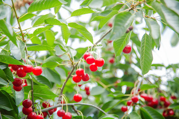Red ripe cherry grows on a tree