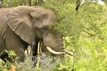 Elefant