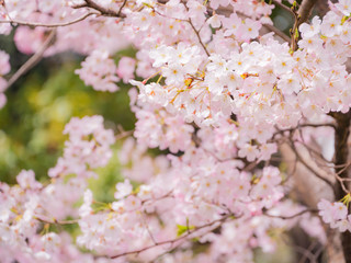 サクラ ジンダイアケボノ