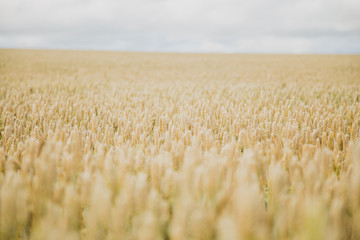 Background with wheat on the field